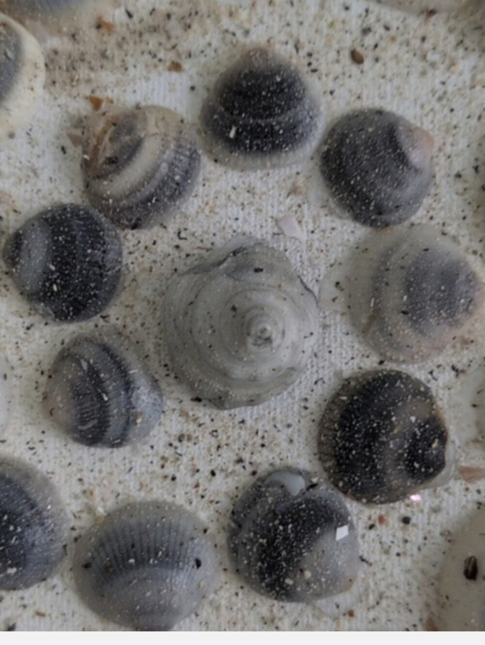 Set of three shell art panels. Perfect for girls bedroom! Seashell Art Trio - Picture 7 of 9